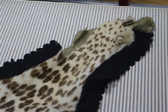 A taxidermic leopard skin rug, with label Vaningen & Vaningen Mysore, L.260cm